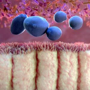 saccharomyces boulardii CNCM I-745 kanta